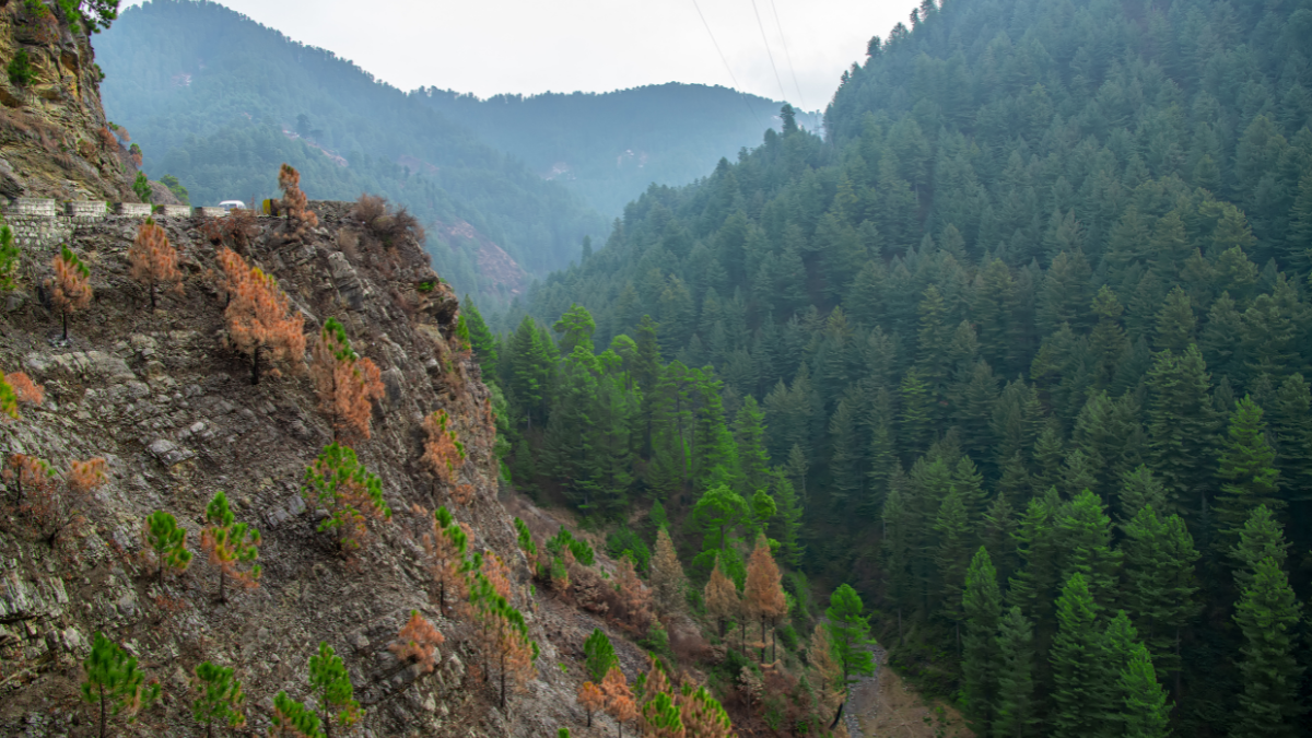 You are currently viewing 1 Day Trip To Mushkpurii Top (Murre Hills)